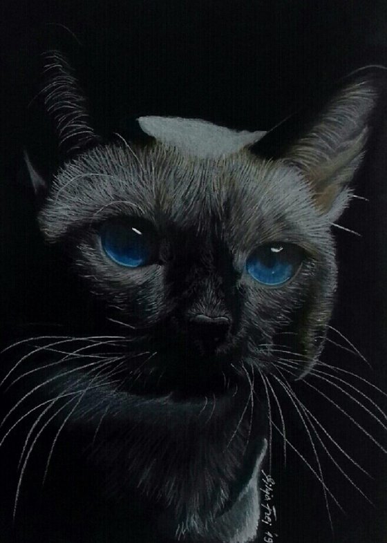 Blue Eyes - Cat Portrait