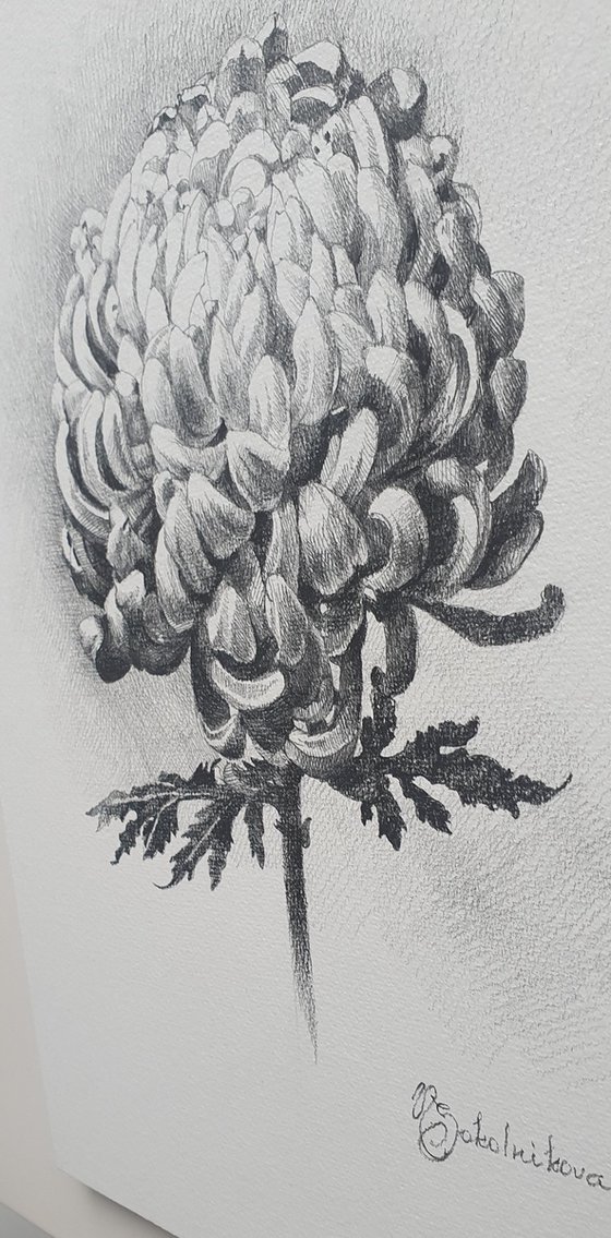 Chrysanthemum