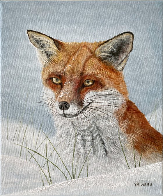 Red Fox In The Snow