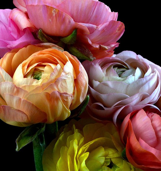 Ranunculus Rainbow