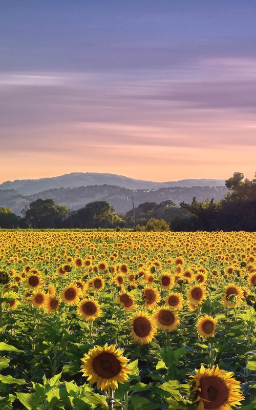Sunflower Skies by Emily Kent