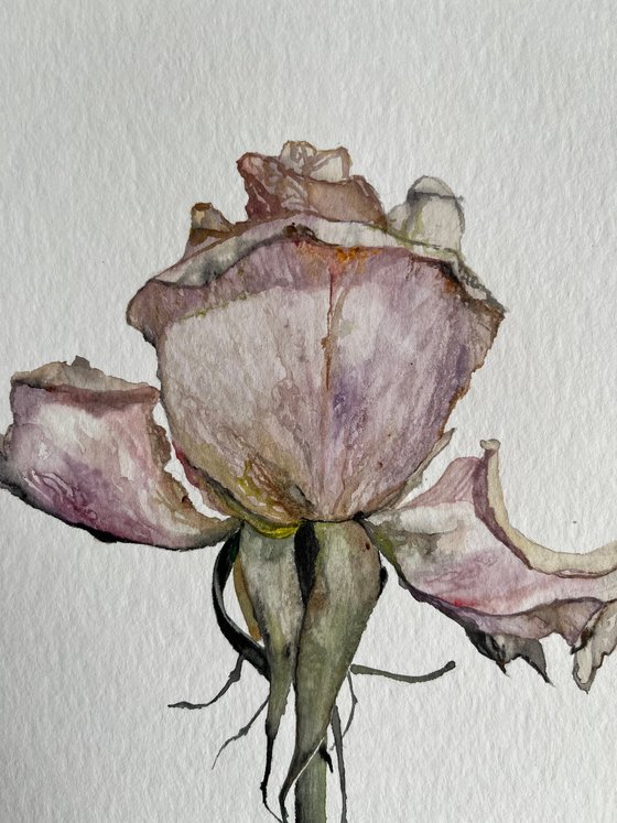 Solo Rose Watercolour