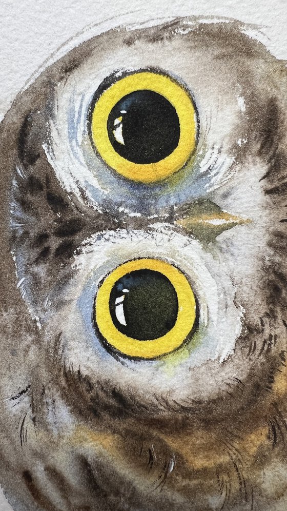 Little owl. Eyes of surprise.