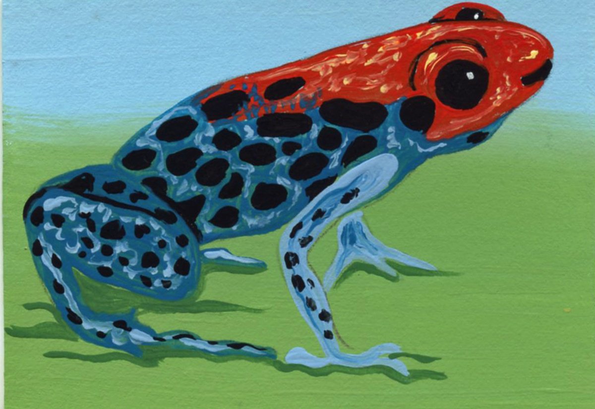 Blue Poison Dart Frog by Carla Smale