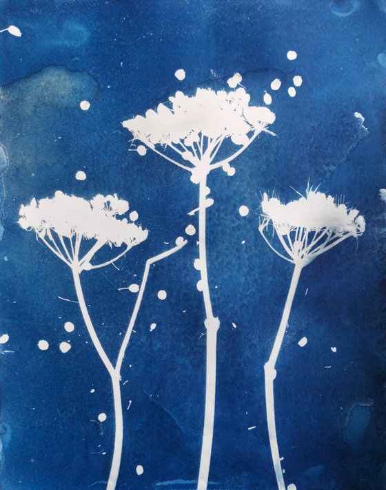 Umbellifer Cyanotype