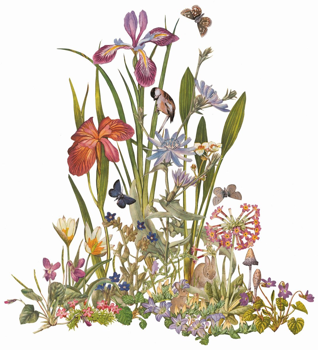 Wild Garden by Alison Nash