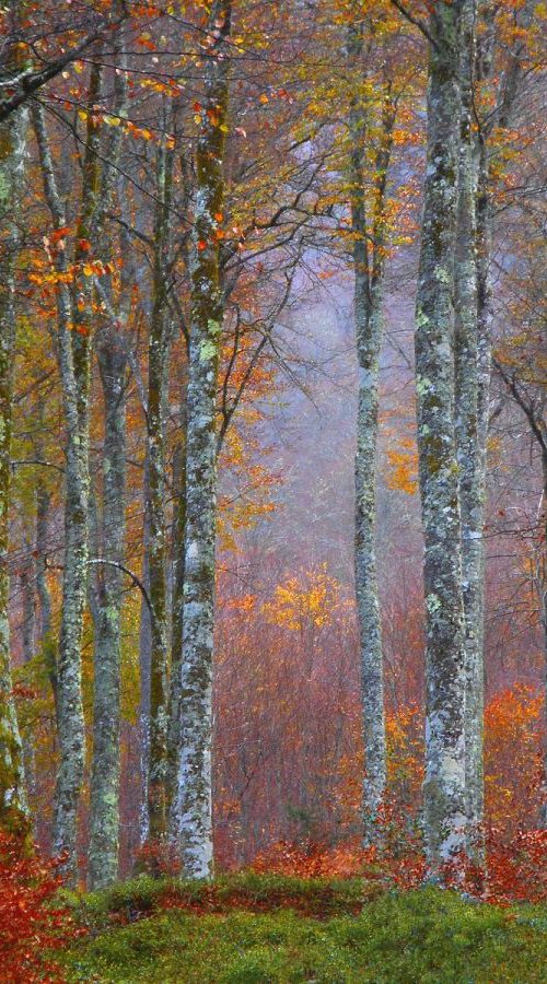 Arc en Bois............. by Philippe berthier