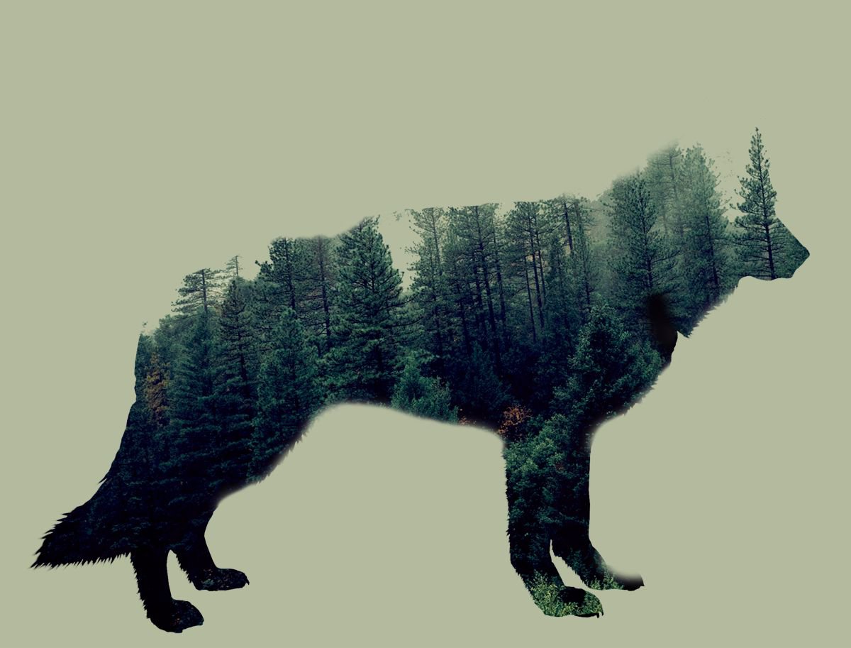 Illustrative Animal Photograph By Srdjan Jevtic, 39 X 30", Wolf, Original Artwork