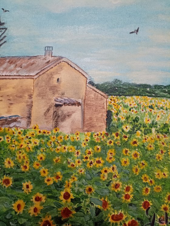 Sunflowers field