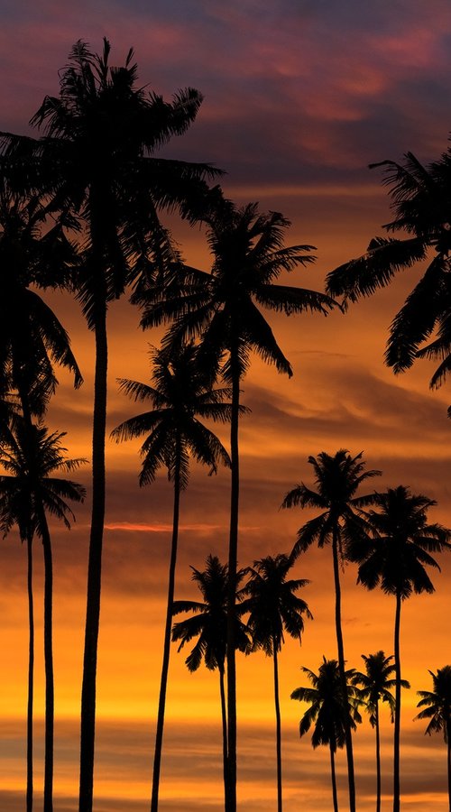 Sunset palm trees by Jacek Falmur