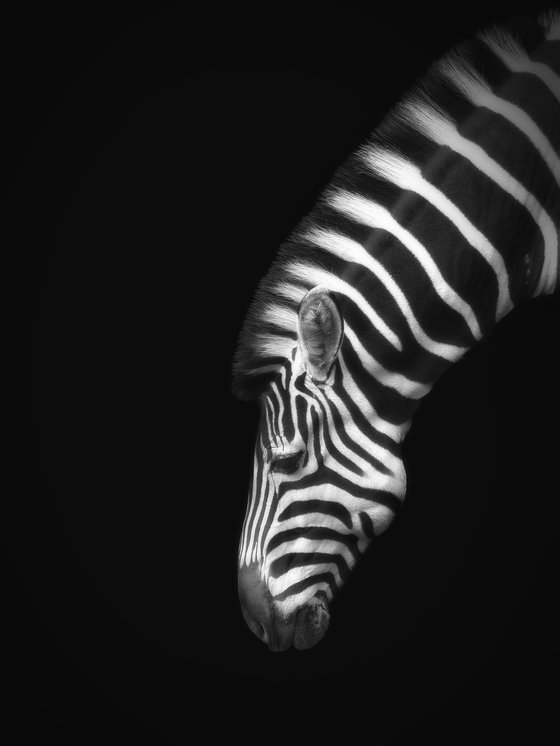 Zebra bending down