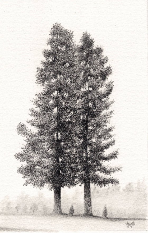 Pine trees Pencil Drawing