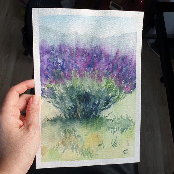French lavender plant