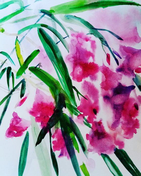 July Oleander branch