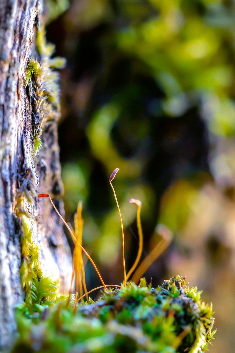 Organic Photograph , Forest
