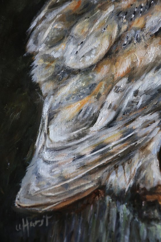 Barn owl