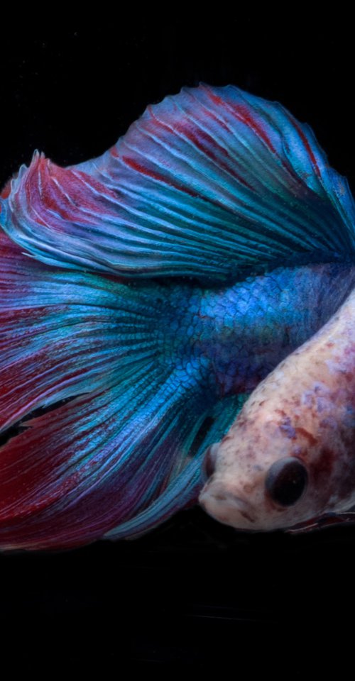 Betta 100 by MICHAEL FILONOW