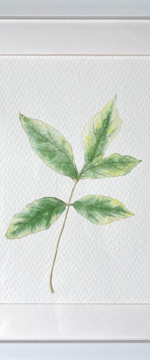 Autumn leaf Sketch #1 by Tetiana Kovalova