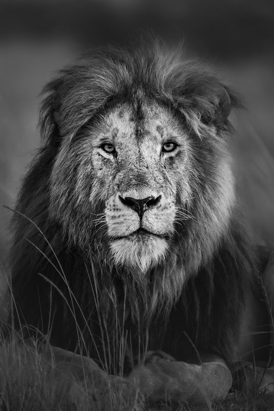 Half Tail | Male Lion