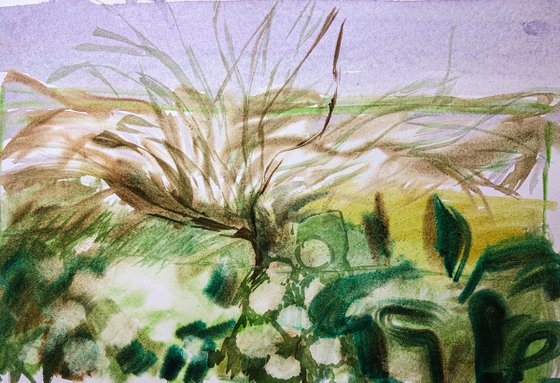 Primroses
