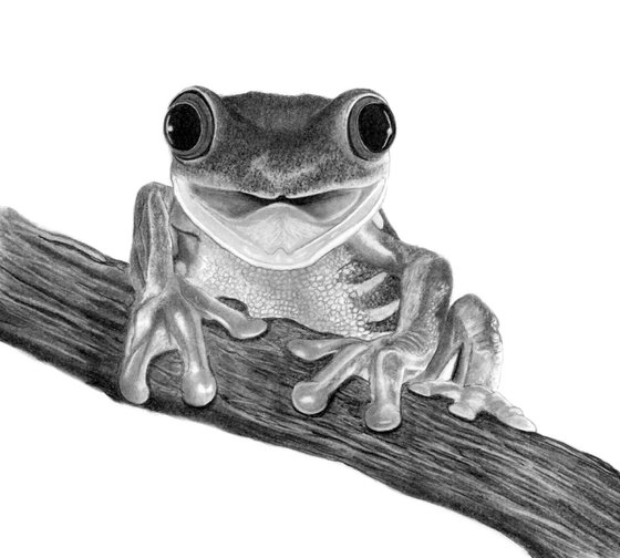 Tree Frog