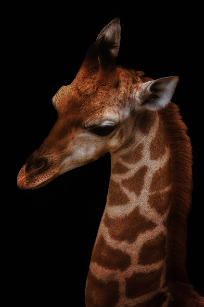 Animal Photograph By Paul Nash, 16 X 24", Baby Giraffe Headshot, Original Artwork