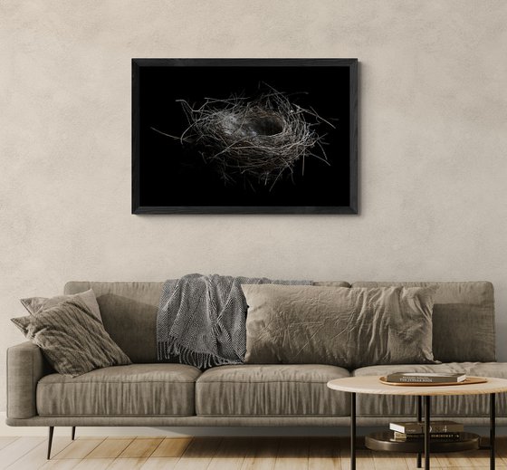 Bird's Nest