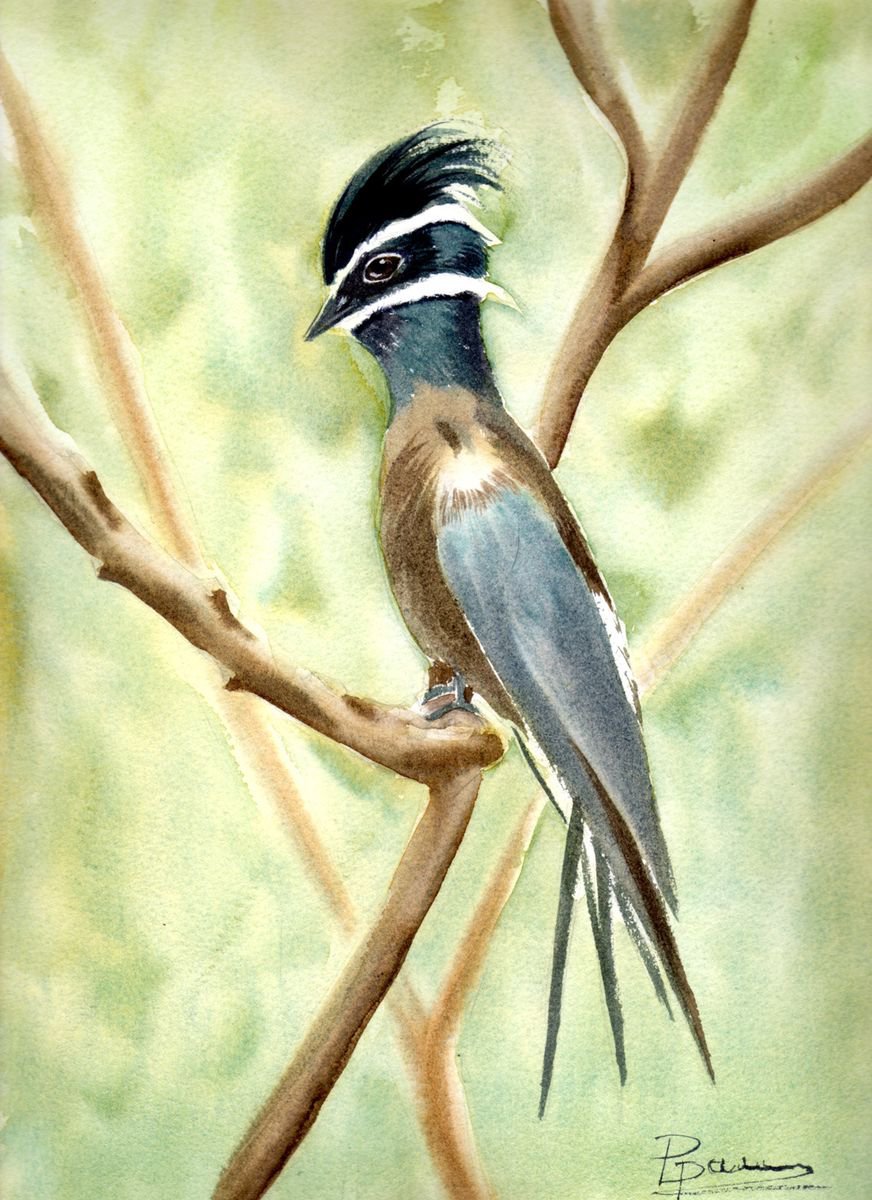 Whiskered treeswift Bird by Olga Shefranov (Tchefranova)
