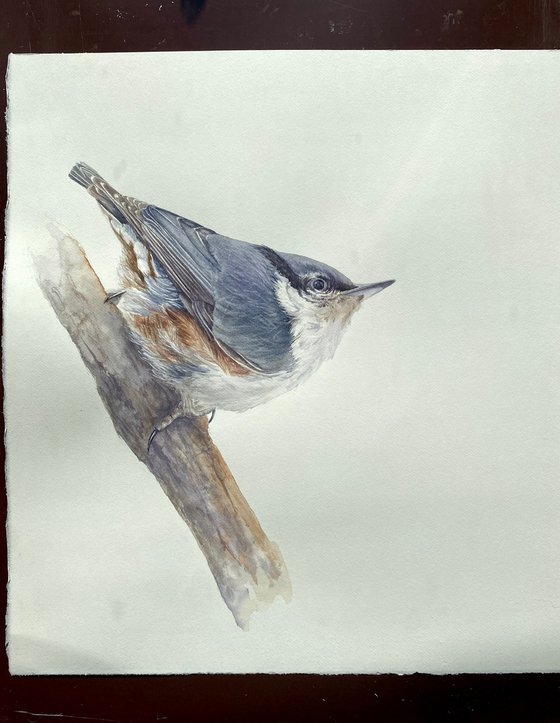 Nuthatch & Blue Tit (Set of 2)