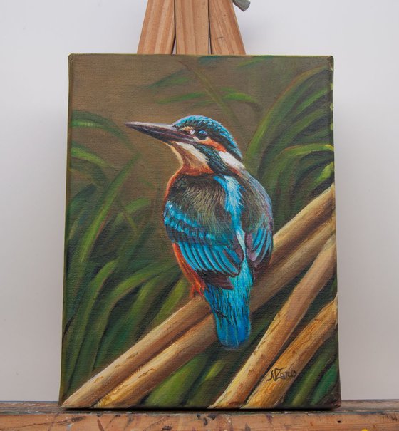 Kingfisher 3