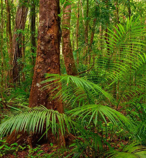 Daintree by Nick Psomiadis