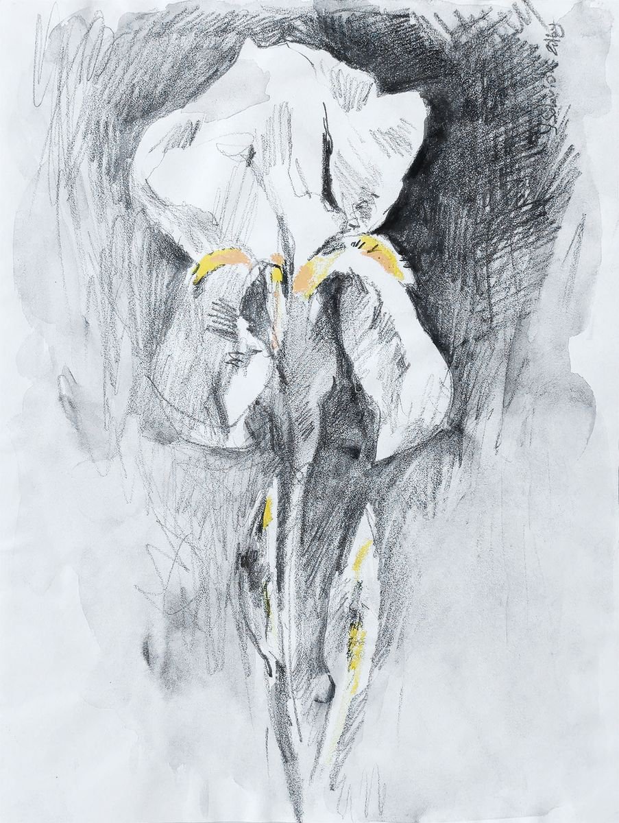 White Irise #1 sketch by Daria Yablon-Soloviova