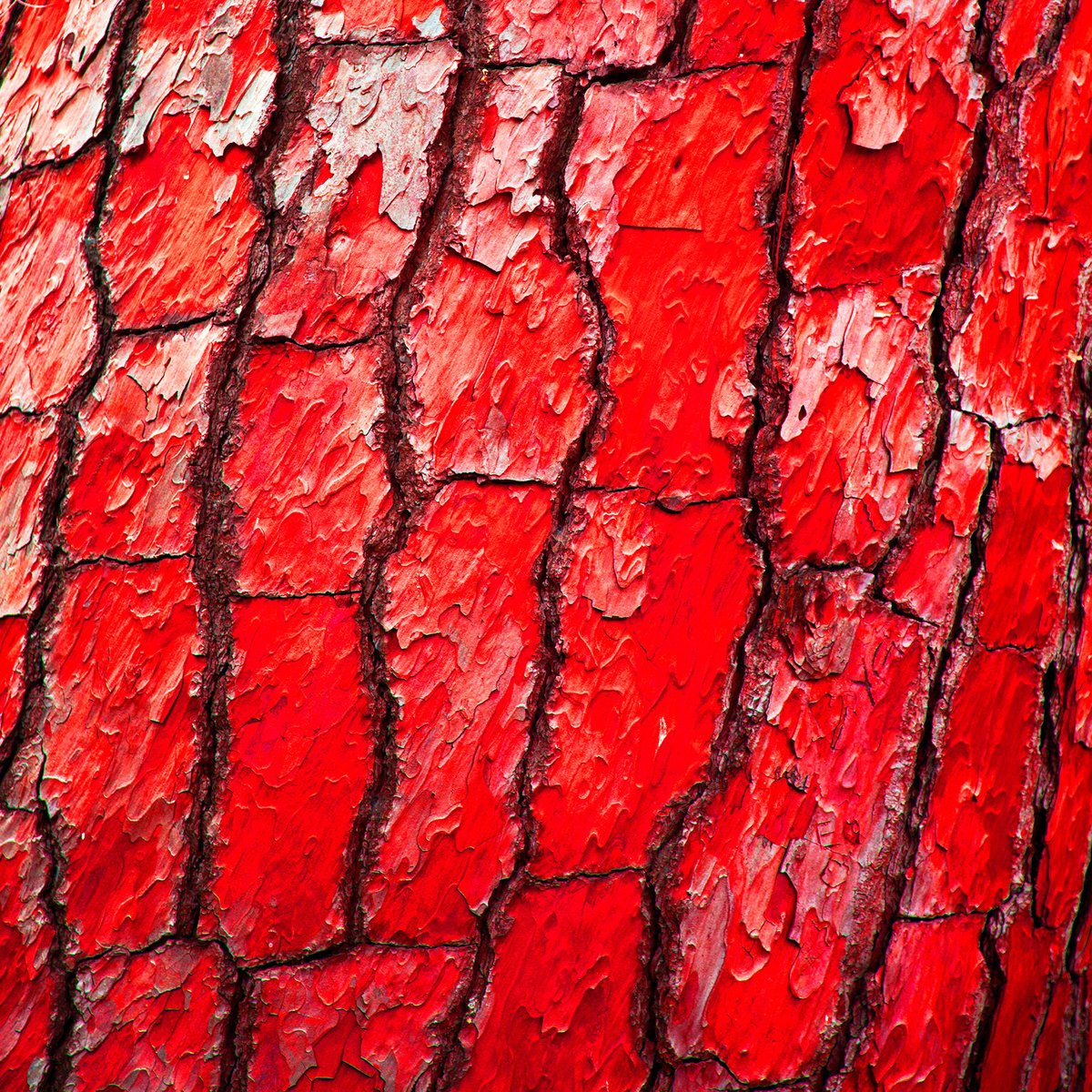 Natural Abstracts - Redwood Bark by Ken Skehan