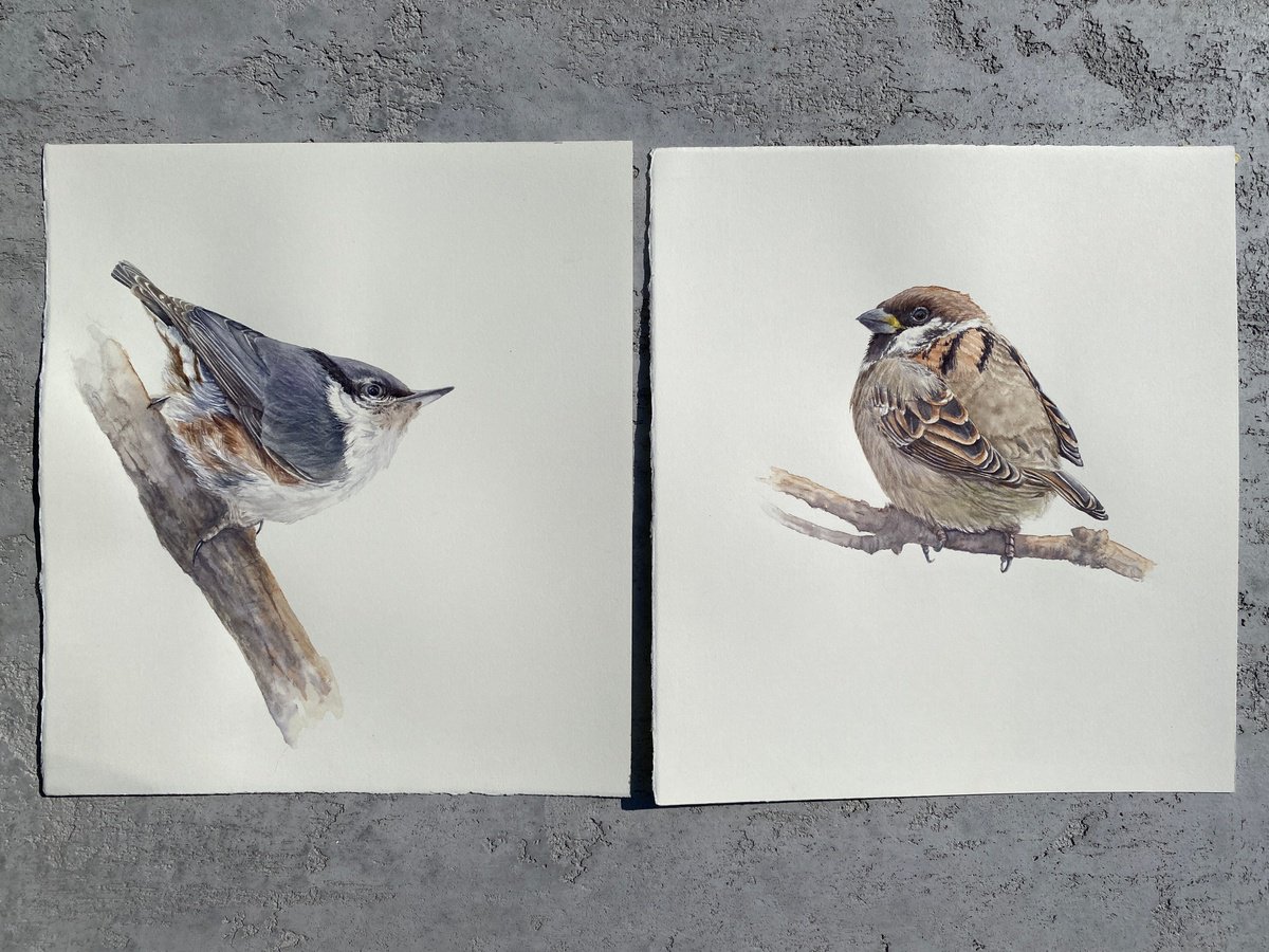 Expressive Watercolour , Nuthatch & Sparrow Chick (Set Of 2) By Tetiana Savchenko, 20 X 11, Artwork For Sale On Artfinder
