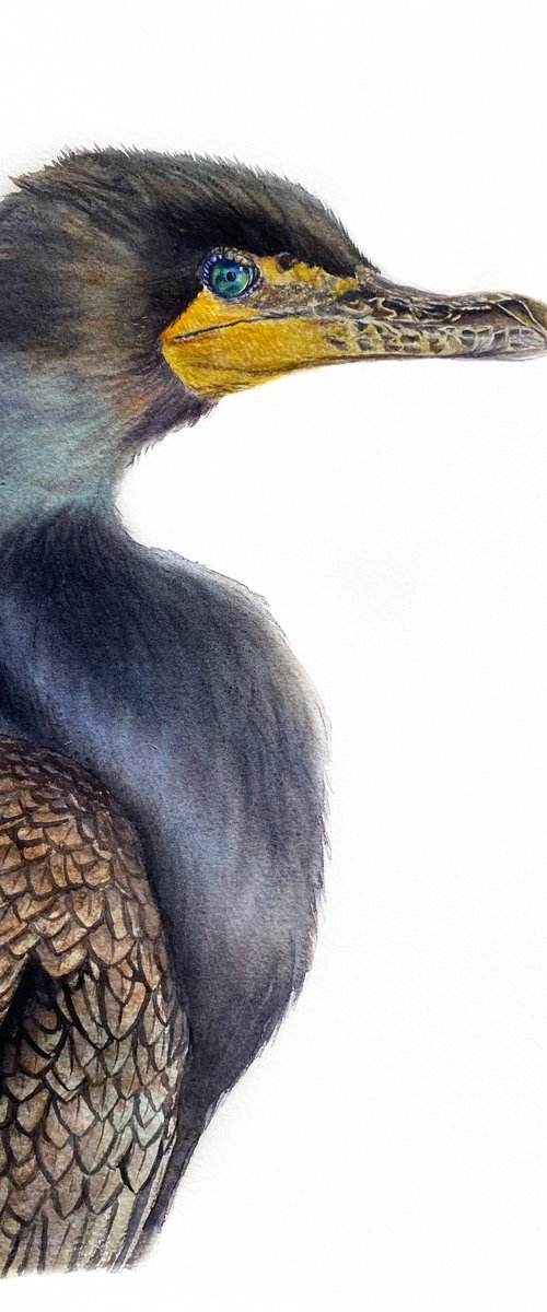 Great cormorant, bird portrait by Tetiana Savchenko