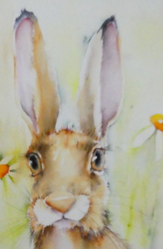 Daisy Daisy Hare