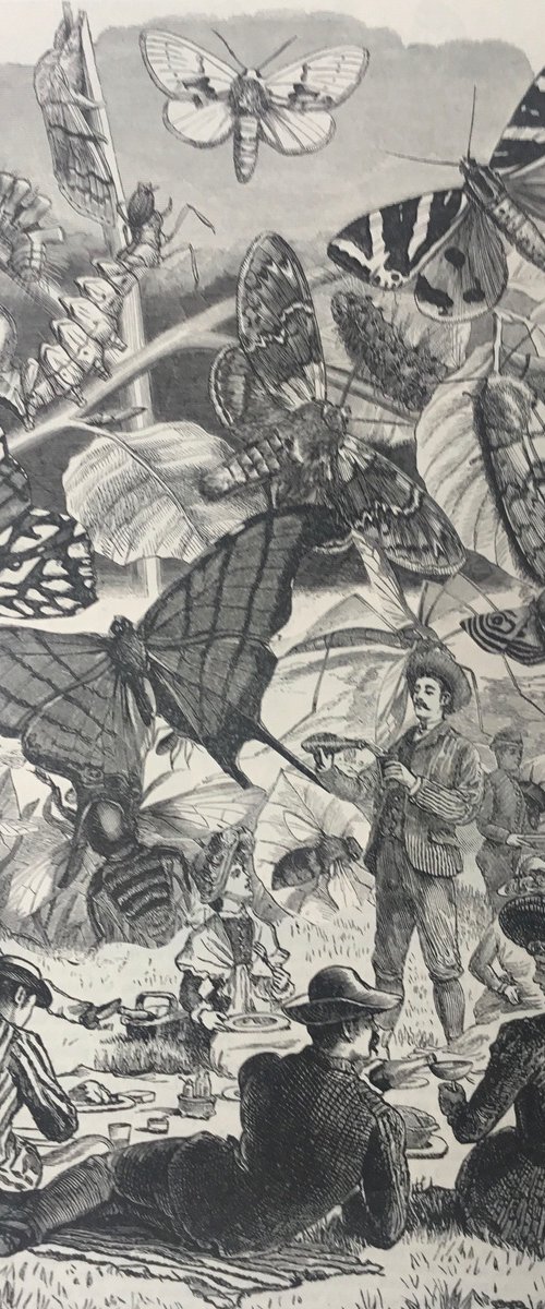 A Moth and Butterfly Picnic by Tudor Evans
