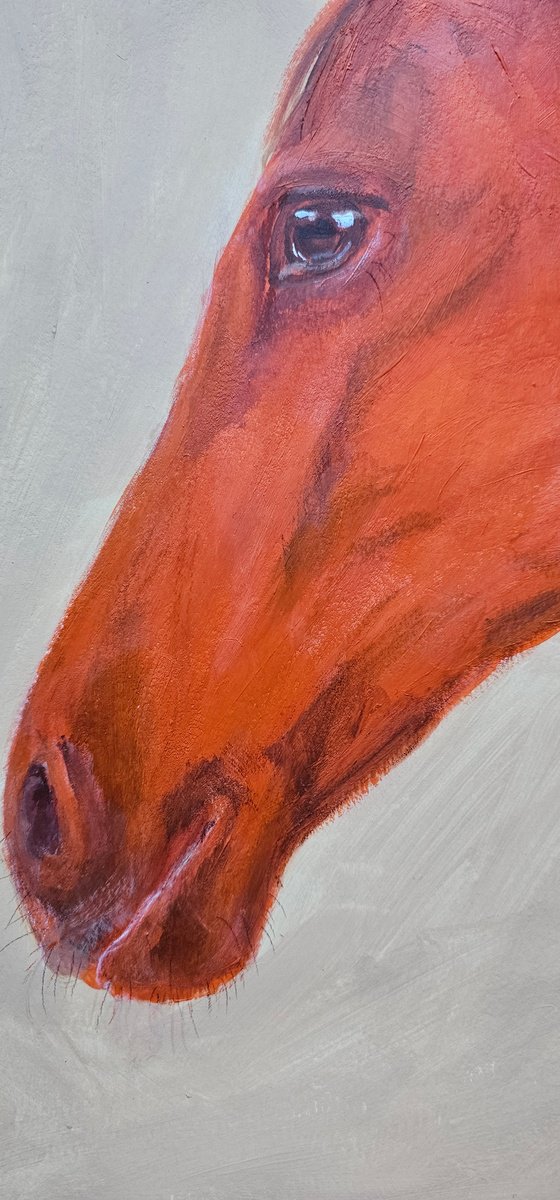My orange chestnut horse portrait