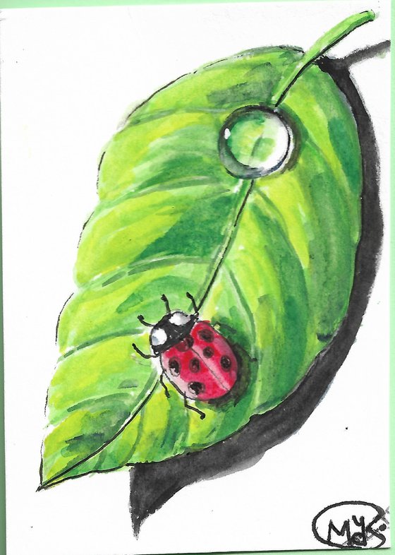 Ladybird on a green leaf
