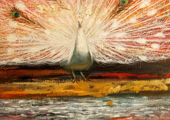 THE WHITE PEACOCK (albino)