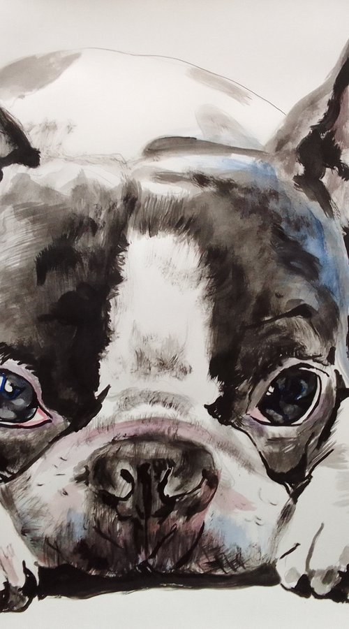 Boston terrier puppy by Soso Kumsiashvili