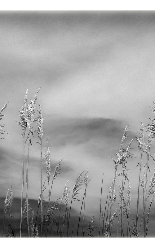 Grasses, Cape Cod, 24 x 36" by Brooke T Ryan