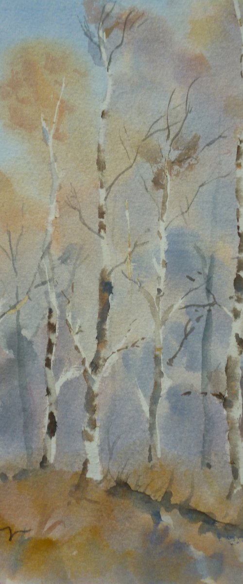 Birches by Maire Flanagan