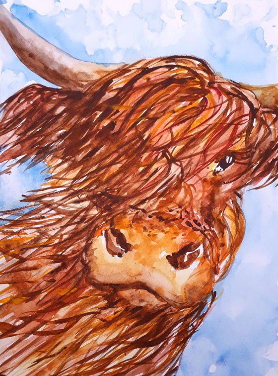 "Highland cow"