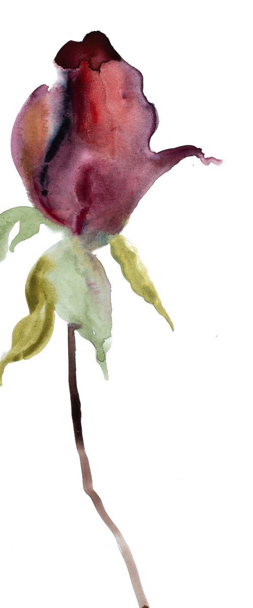 Rose Study No. 36 by Elizabeth Becker
