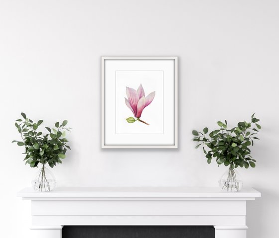 Magnolia.