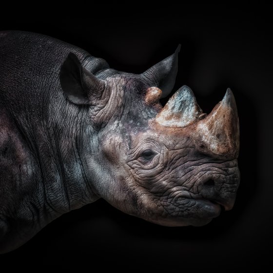 Rhino Square Portrait