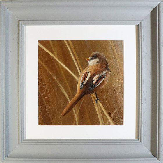 Bearded Tit, Bird Artwork, Animal Art Framed