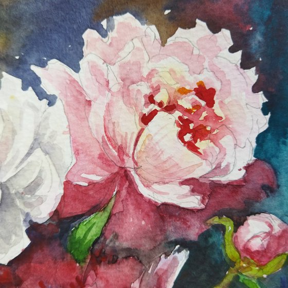 Peonies flowers