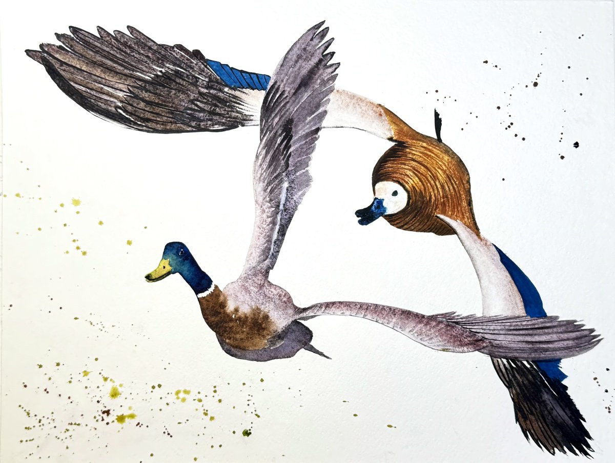 Expressive Animal Watercolour By Yuliia Sharapova, 16 X 20", A Pair Of Wild Ducks In Flight, Original Artwork